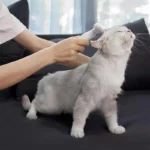 برس و پرزگیر موی حیوانات شیائومی مدل pawbby MG-PCO001 2